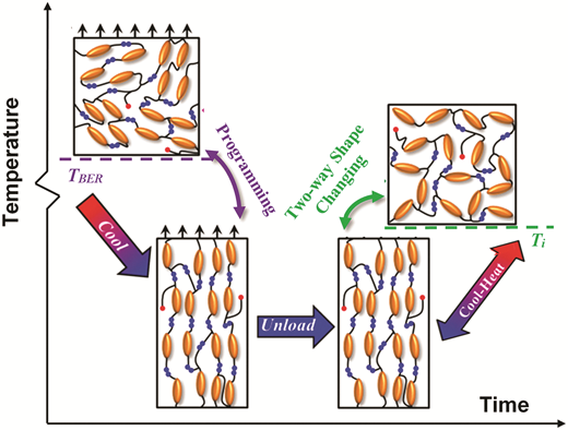 Adaptable liquid crystal elastomers with transesterification-based bond exchange reactions — graphical abstract