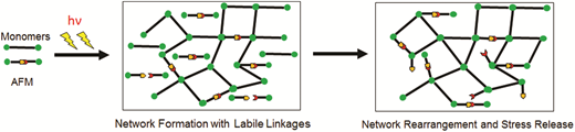 Application of an addition–fragmentation-chain transfer monomer in di(meth)acrylate network formation to reduce polymerization shrinkage stress — graphical abstract