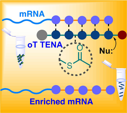 Athermal, Chemically Triggered Release of RNA from Thioester Nucleic Acids — graphical abstract