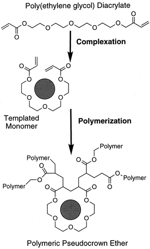 Characterization and Polymerization of Metal Complexes of Poly(ethylene glycol) Diacrylates and the Synthesis of Polymeric Pseudocrown Ethers — graphical abstract