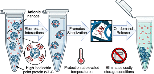 Charged Poly(<i>N</i>-isopropylacrylamide) Nanogels for the Stabilization of High Isoelectric Point Proteins — graphical abstract