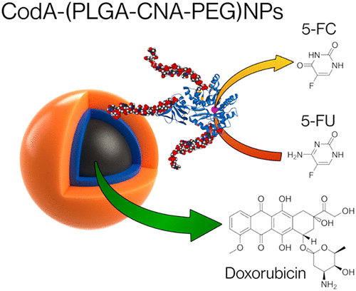 Click Nucleic Acid–DNA Binding Behavior: Dependence on Length, Sequence, and Ionic Strength — graphical abstract