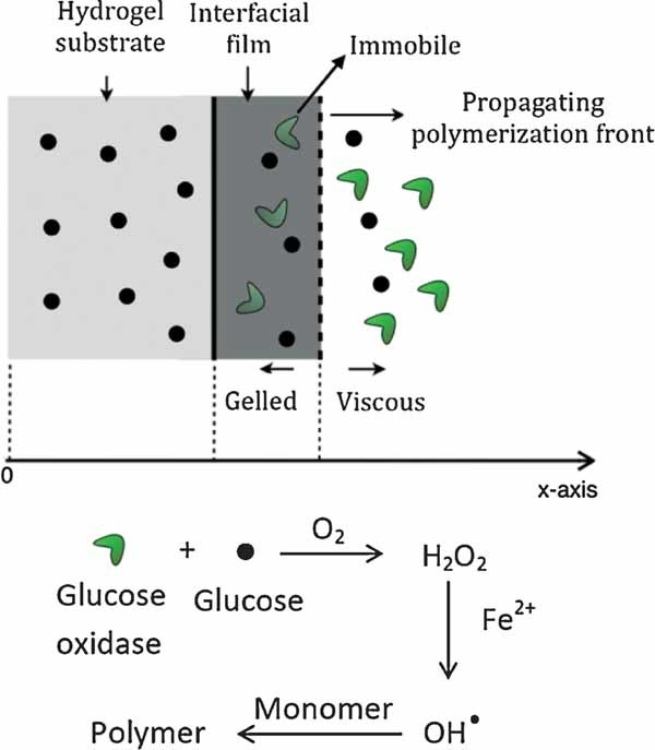A Comprehensive Kinetic Model of Free‐Radical‐Mediated Interfacial Polymerization — graphical abstract