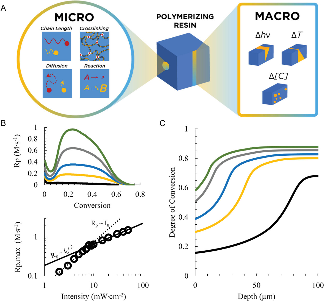 A Comprehensive, Multidimensional First‐Principles Model for Free‐Radical Photopolymerizations in Bulk and Thin Films — graphical abstract