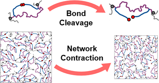 Contraction upon Bond Cleavage in Dynamic Polymer Networks — graphical abstract