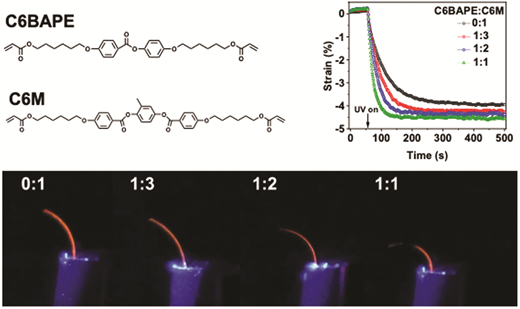 The contribution of intermolecular forces to phototropic actuation of liquid crystalline elastomers — graphical abstract