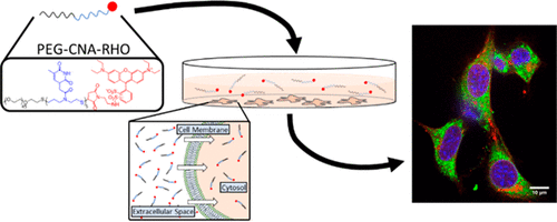 Cytocompatibility and Cellular Internalization of PEGylated “Clickable” Nucleic Acid Oligomers — graphical abstract