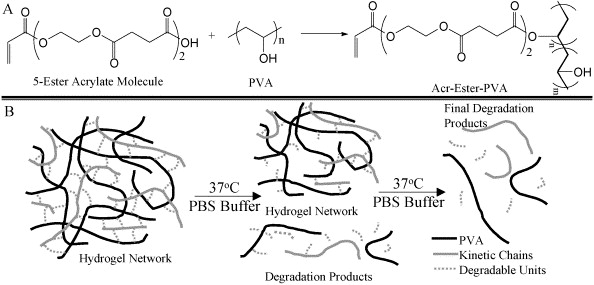 Degradable networks formed from multi-functional poly(vinyl alcohol) macromers: comparison of results from a generalized bulk-degradation model for polymer networks and experimental data — graphical abstract