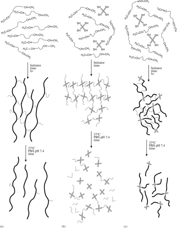 Degradable thiol-acrylate photopolymers: polymerization and degradation behavior of an in situ forming biomaterial — graphical abstract