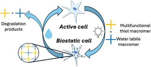 Design and Synthesis of Hydrolytically Degradable PEG Carbamate, Carbonate, and Ester Derivatives to Induce Reversible Biostasis — graphical abstract