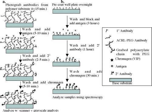 Detection of Antigens in Biologically Complex Fluids with Photografted Whole Antibodies — graphical abstract