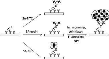 Development of fluorescent polymerization-based signal amplification for sensitive and non-enzymatic biodetection in antibody microarrays — graphical abstract