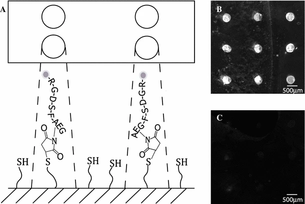 Development of a Maleimide Amino Acid for Use as a Tool for Peptide Conjugation and Modification — graphical abstract