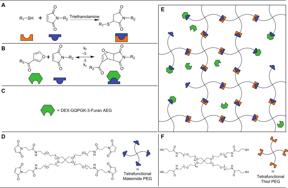 A Diels–Alder modulated approach to control and sustain the release of dexamethasone and induce osteogenic differentiation of human mesenchymal stem cells — graphical abstract