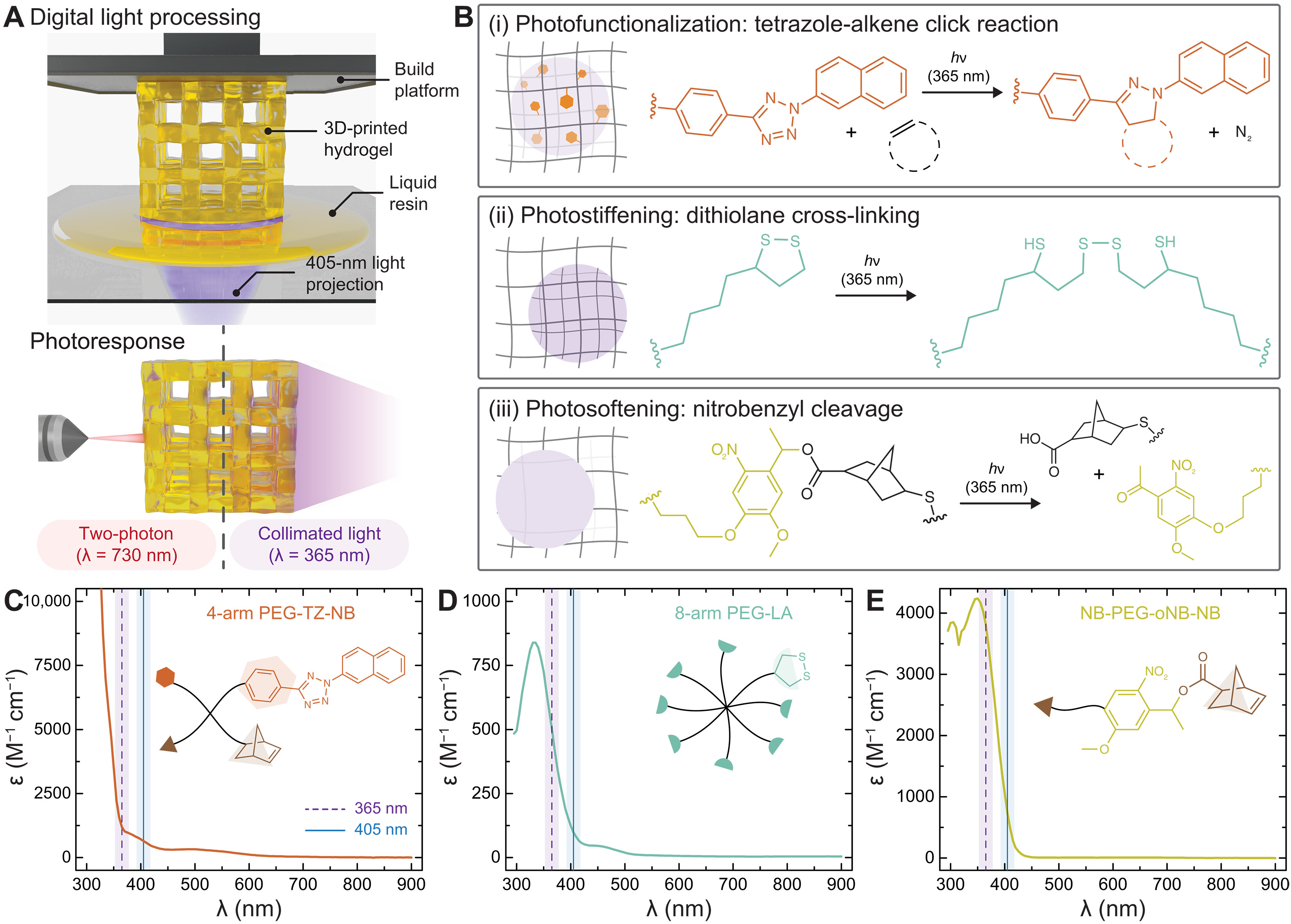 Digital light processing of photoresponsive and programmable hydrogels — graphical abstract