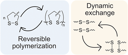 1,2-Dithiolanes in photodynamic linear and network polymers: current applications and future directions — graphical abstract