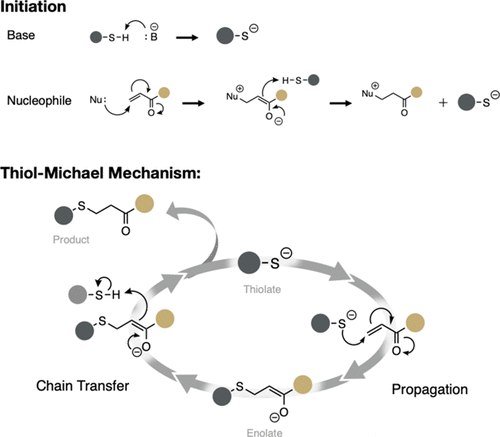 Effects of Thiol Substitution on the Kinetics and Efficiency of Thiol-Michael Reactions and Polymerizations — graphical abstract