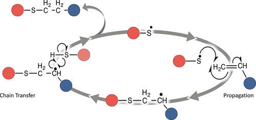 Effects of 1°, 2°, and 3° Thiols on Thiol–Ene Reactions: Polymerization Kinetics and Mechanical Behavior — graphical abstract