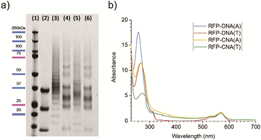 Efficient cellular uptake of click nucleic acid modified proteins — graphical abstract
