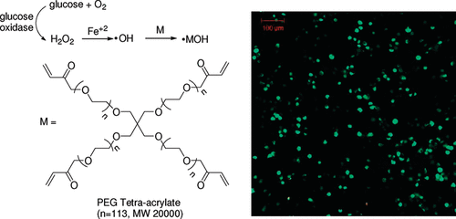 Enzyme-Mediated Redox Initiation for Hydrogel Generation and Cellular Encapsulation — graphical abstract