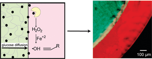 Formation of Three-Dimensional Hydrogel Multilayers Using Enzyme-Mediated Redox Chain Initiation — graphical abstract