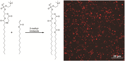 Formation of lipid vesicles                    <i>in situ</i>                    utilizing the thiol-Michael reaction — graphical abstract