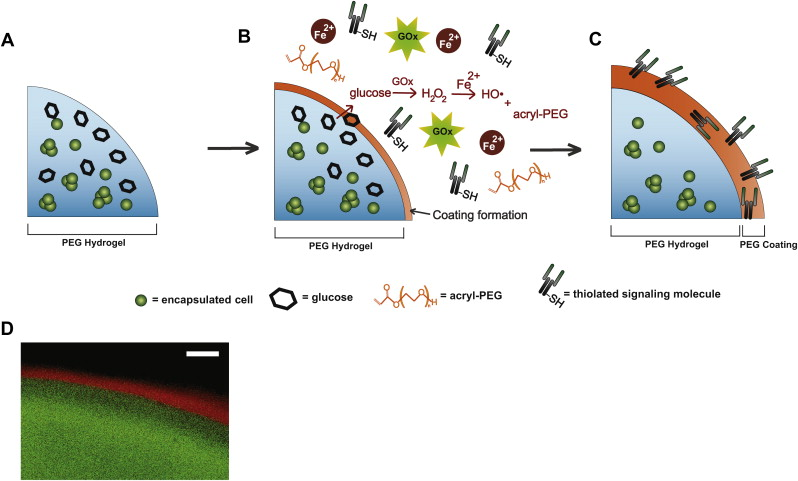 Functionalized PEG hydrogels through reactive dip-coating for the formation of immunoactive barriers — graphical abstract