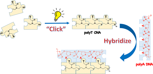 New Generation of Clickable Nucleic Acids: Synthesis and Active Hybridization with DNA — graphical abstract