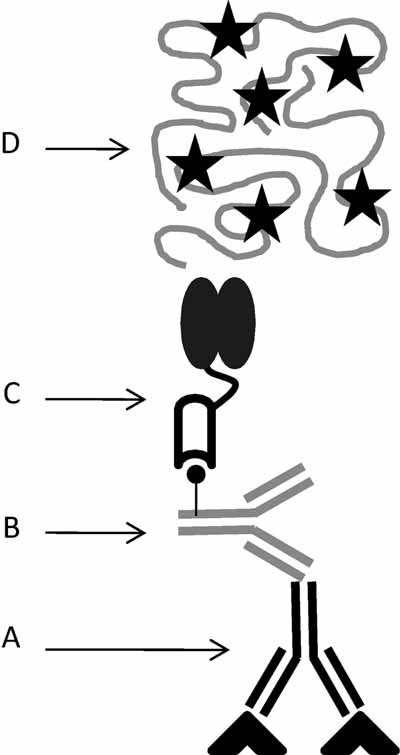 Glucose oxidase‐mediated polymerization as a platform for dual‐mode signal amplification and biodetection — graphical abstract