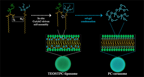 Hybrid Cerasomes Composed of Phosphatidylcholines and Silica Networks for the Construction of Vesicular Materials with Functionalized Shells — graphical abstract