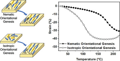 Influence of Orientational Genesis on the Actuation of Monodomain Liquid Crystalline Elastomers — graphical abstract