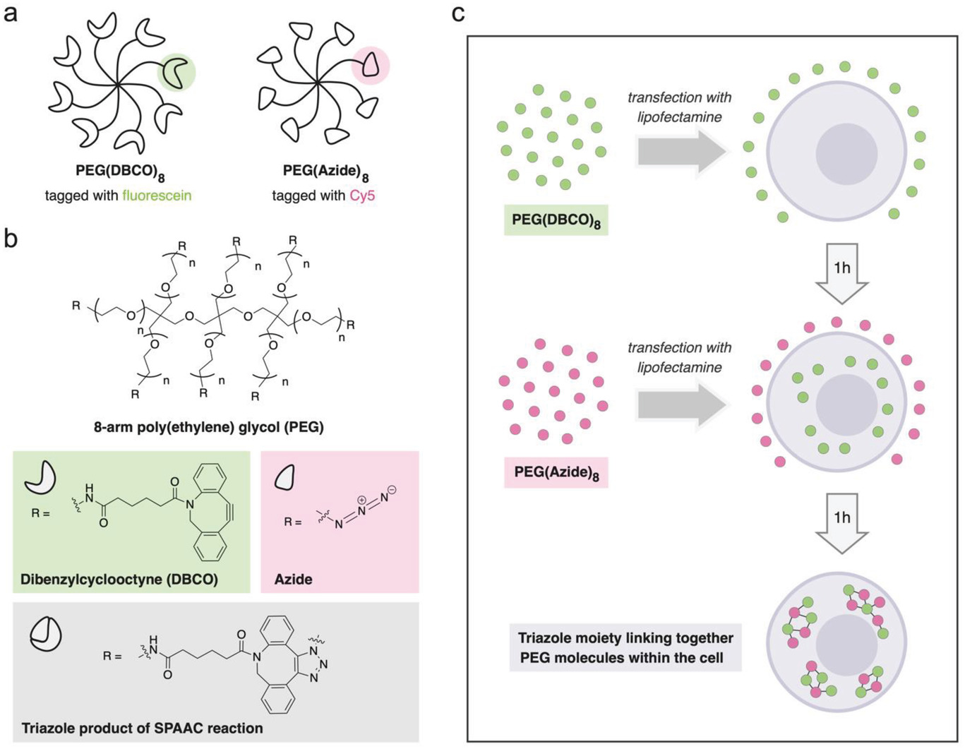 Intracellular Crowding by Bio‐Orthogonal Hydrogel Formation Induces Reversible Molecular Stasis — graphical abstract