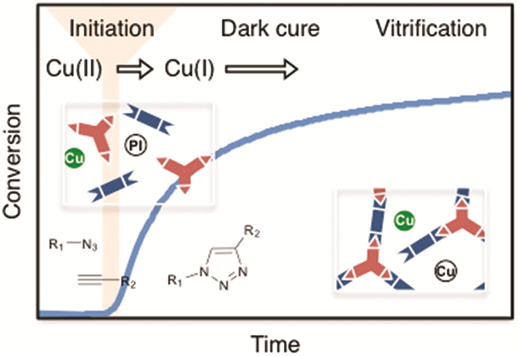 Kinetics of bulk photo-initiated copper(                    <scp>i</scp>                    )-catalyzed azide–alkyne cycloaddition (CuAAC) polymerizations — graphical abstract