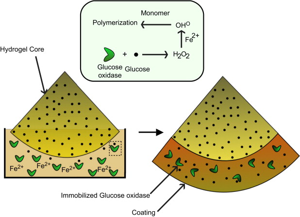 Kinetics of interfacial radical polymerization initiated by a glucose-oxidase mediated redox system — graphical abstract