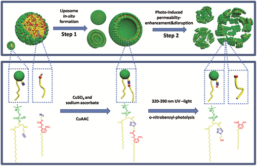 Liposomes formed from photo-cleavable phospholipids:                    <i>in situ</i>                    formation and photo-induced enhancement in permeability — graphical abstract