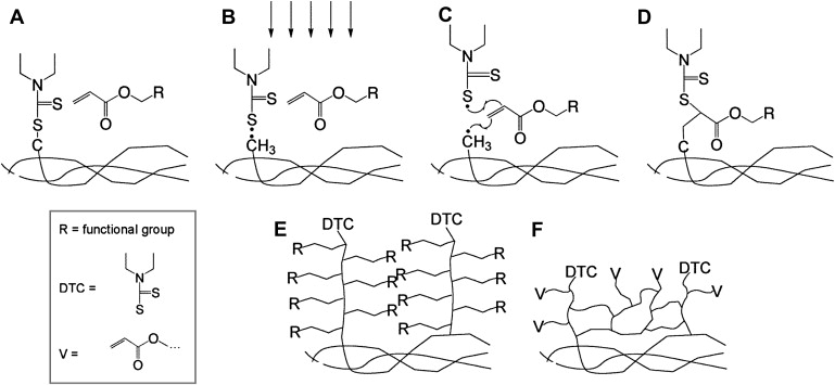 Using living radical polymerization to enable facile incorporation of materials in microfluidic cell culture devices — graphical abstract
