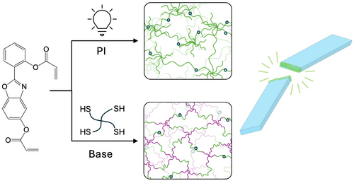 Mechanophore Integration in Crosslinked Step‐ and Chain‐Polymerized Polymers and the Resulting Material Properties — graphical abstract