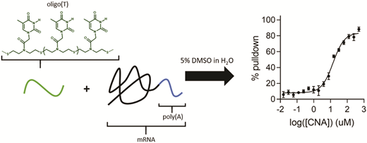 Messenger RNA enrichment using synthetic oligo(T) click nucleic acids — graphical abstract