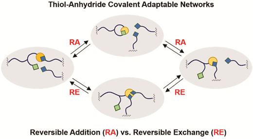 Mixed mechanisms of bond exchange in covalent adaptable networks: monitoring the contribution of reversible exchange and reversible addition in thiol–succinic anhydride dynamic networks — graphical abstract