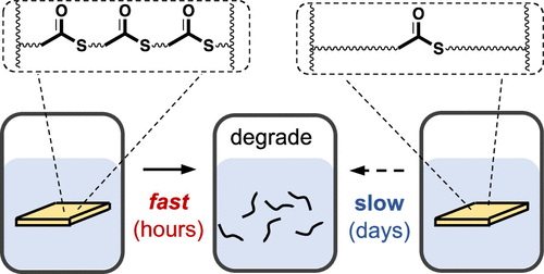 Modeling Degradation of Thioester Networks Controlled by Oligomer Structures and Thiol–Thioester Exchange — graphical abstract