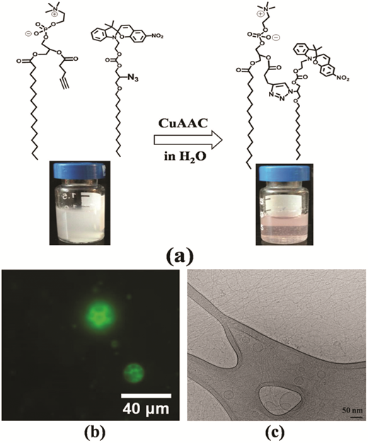 Photo-responsive liposomes composed of spiropyran-containing triazole-phosphatidylcholine: investigation of merocyanine-stacking effects on liposome–fiber assembly-transition — graphical abstract