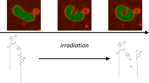 Photoinduced Pinocytosis for Artificial Cell and Protocell Systems — graphical abstract