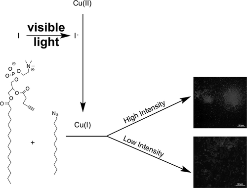 Photoinduced Vesicle Formation via the Copper-Catalyzed Azide–Alkyne Cycloaddition Reaction — graphical abstract