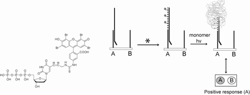 Photoinitiator Nucleotide for Quantifying Nucleic Acid Hybridization — graphical abstract