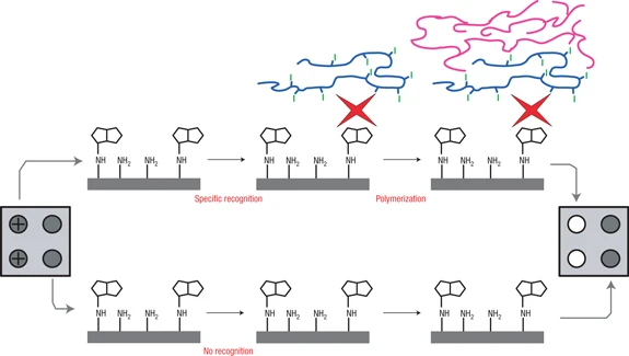 Using polymeric materials to generate an amplified response to molecular recognition events — graphical abstract