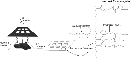 Polymerizable Vancomycin Derivatives for Bactericidal Biomaterial Surface Modification: Structure−Function Evaluation — graphical abstract
