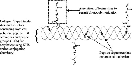 Controlled polymerization chemistry to graft architectures that influence cell-material interactions — graphical abstract