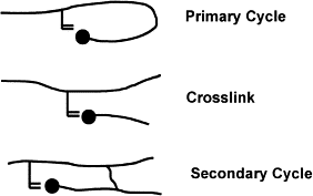 Primary cyclization in the polymerization of bis-GMA and TEGDMA: a modeling approach to understanding the cure of dental resins — graphical abstract