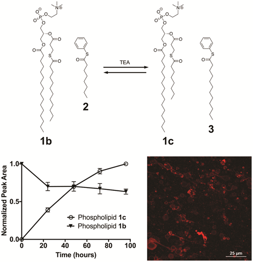 Production of dynamic lipid bilayers using the reversible thiol–thioester exchange reaction — graphical abstract