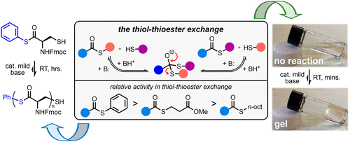 Productive Exchange of Thiols and Thioesters to Form Dynamic Polythioester-Based Polymers — graphical abstract